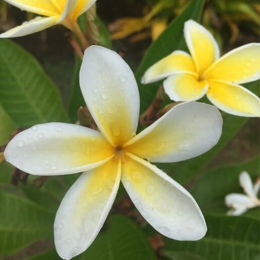 la fleur de tiare